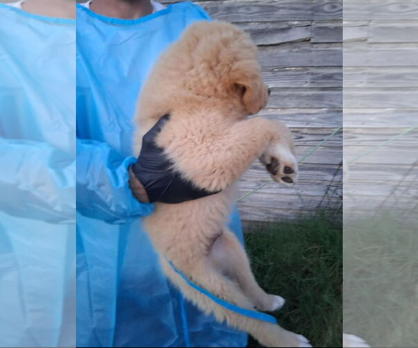 Medium Photo #2 Golden Pyrenees Puppy For Sale in Grafton, WI, USA