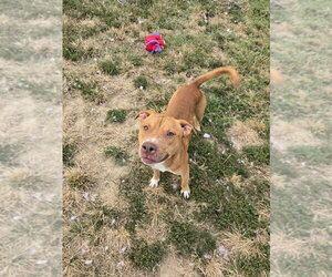 Mutt Dogs for adoption in Evansville, IN, USA