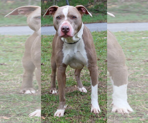 Medium Photo #1 Mutt Puppy For Sale in Prattville, AL, USA