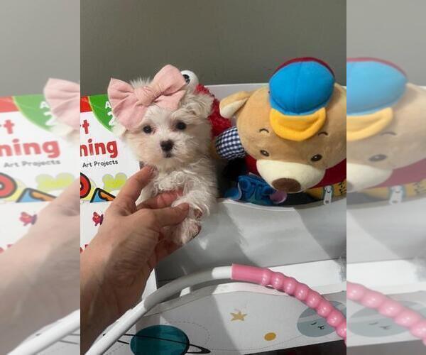 Medium Photo #9 Maltese Puppy For Sale in MIAMI, FL, USA