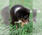 Small Photo #9 Australian Shepherd Puppy For Sale in ARODA, VA, USA