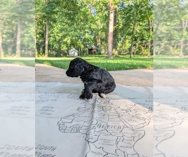 Medium Photo #8 Golden Mountain Doodle  Puppy For Sale in BROKEN ARROW, OK, USA