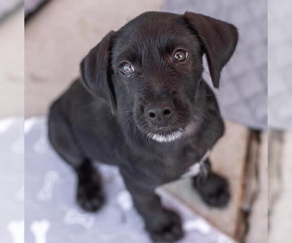 Medium Photo #5 Mutt Puppy For Sale in San Diego, CA, USA