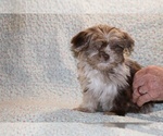 Small #7 Shih Tzu