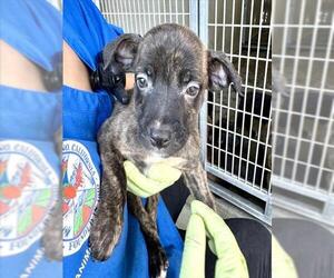 American Pit Bull Terrier Dogs for adoption in San Bernardino, CA, USA