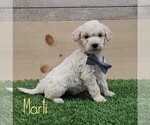 Puppy 2 Goldendoodle