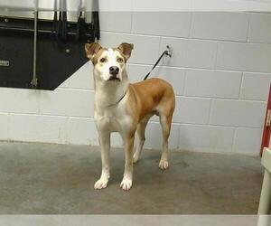 Huskies -Unknown Mix Dogs for adoption in St. Cloud, FL, USA