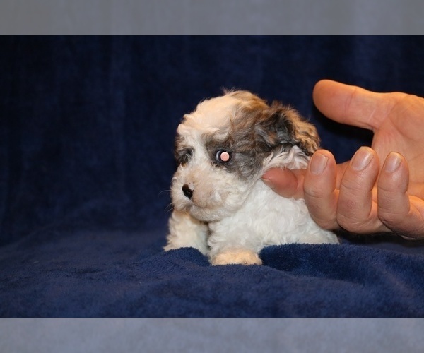 Medium Photo #16 Poodle (Toy) Puppy For Sale in DYERSBURG, TN, USA