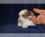Small Photo #16 Poodle (Toy) Puppy For Sale in DYERSBURG, TN, USA