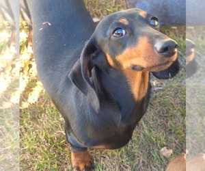 Dachshund Puppy for sale in NEWARK, DE, USA
