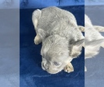 Small #4 French Bulldog