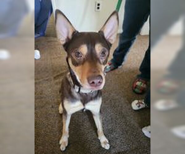 Medium Photo #8 Siberian Husky-Unknown Mix Puppy For Sale in Lockport, NY, USA