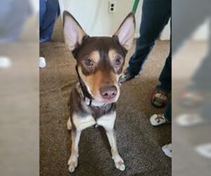 Buzz - Male Labsky Dog for Adoption - Photo #8