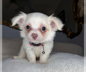 Chihuahua Puppy for sale in CHARLOTTE, NC, USA