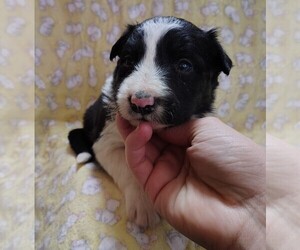 Medium Border Collie