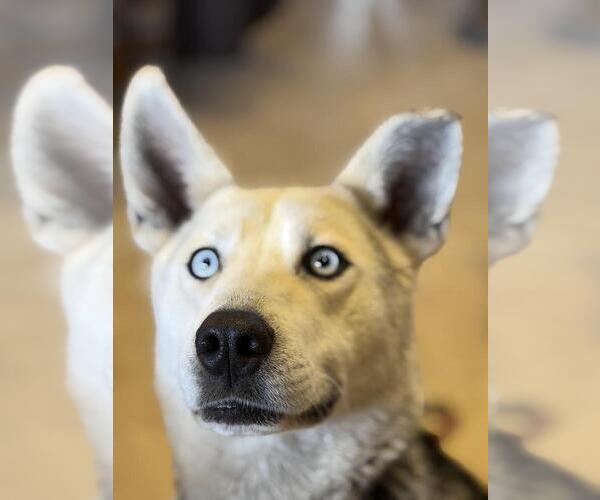 Medium Photo #1 Gerberian Shepsky Puppy For Sale in Andover, MN, USA