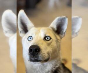 Gerberian Shepsky Dogs for adoption in Andover, MN, USA