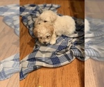Small Photo #15 Maltipoo Puppy For Sale in MOREHEAD, KY, USA