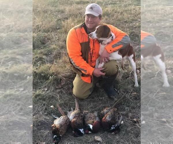 Medium Photo #3 Brittany Puppy For Sale in WESTON, WI, USA