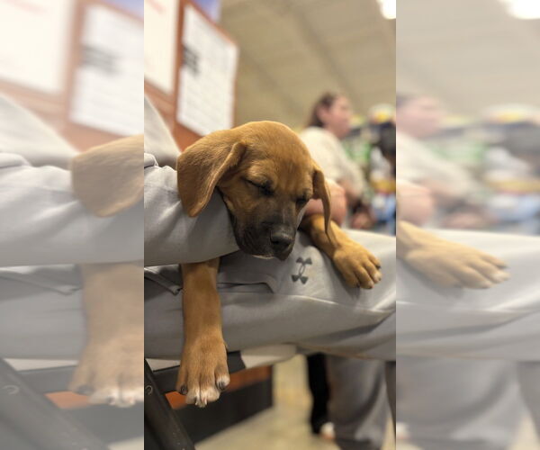 Medium Photo #4 Boxer-Unknown Mix Puppy For Sale in Mooresville, NC, USA