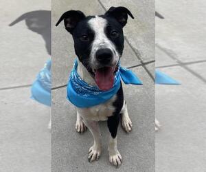 Mutt Dogs for adoption in Tulsa, OK, USA