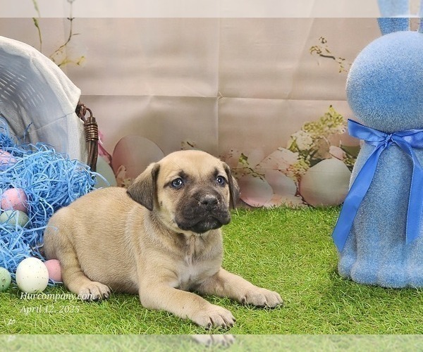 Medium Photo #19 Catahoula Leopard Dog Puppy For Sale in CUMBY, TX, USA