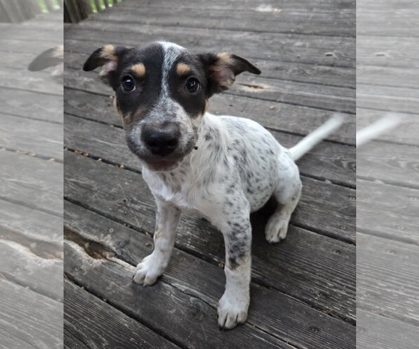 Medium Photo #2 Mutt Puppy For Sale in Brooklyn Center, MN, USA