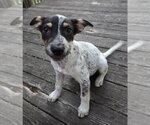 Small #1 Mutt