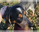 Small Photo #16 Coonhound-Unknown Mix Puppy For Sale in Princeton, MN, USA