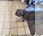 Small Staffordshire Bull Terrier