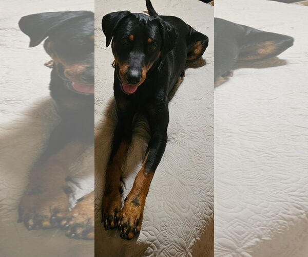 Medium Photo #6 Doberman Pinscher-Unknown Mix Puppy For Sale in Minneaoplis, MN, USA