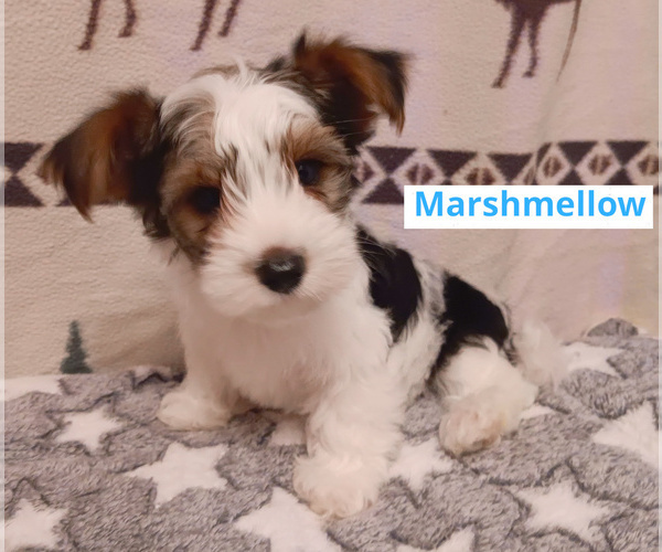 Medium Photo #5 Biewer Yorkie Puppy For Sale in GRANBURY, TX, USA