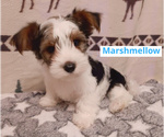 3 Parti Biewer - Male Biewer Yorkie Puppy for Sale - Photo #5