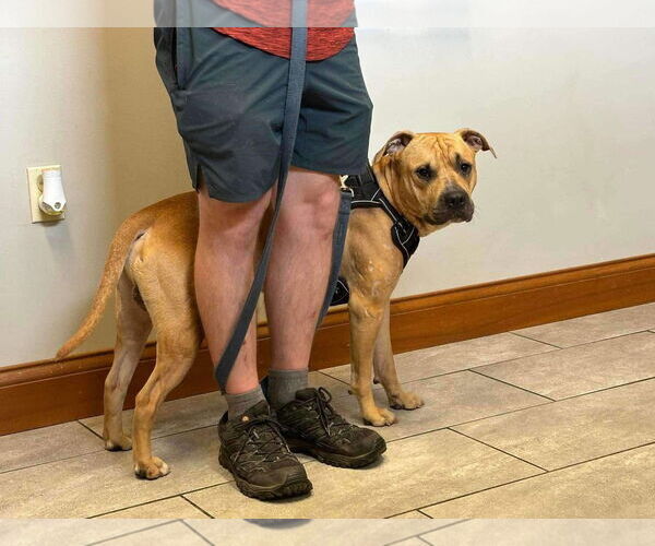 Medium Photo #6 American Pit Bull Terrier-Unknown Mix Puppy For Sale in Germantown, OH, USA
