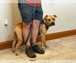 Small #5 American Pit Bull Terrier Mix