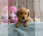 Small #16 Golden Retriever