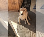 Small Photo #1 Labrador Retriever Puppy For Sale in CONRATH, WI, USA