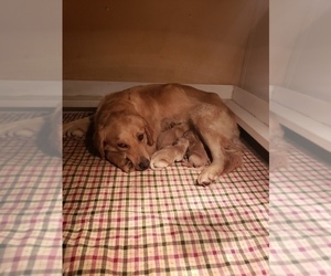 Mother of the Golden Retriever puppies born on 07/14/2022