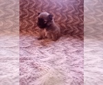 Small Photo #5 Pomeranian Puppy For Sale in CORYDON, IN, USA