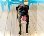 Small Boxer