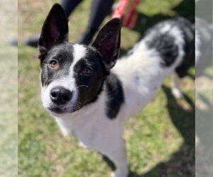 Thea - Female Border Collie-Unknown Mix Dog for Adoption - Photo #8