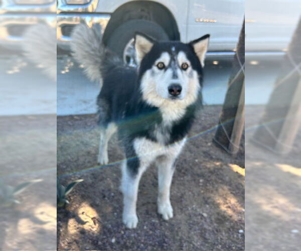 Medium Photo #1 Alaskan Malamute Puppy For Sale in HESPERIA, CA, USA