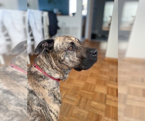 Medium Photo #3 American Pit Bull Terrier-Unknown Mix Puppy For Sale in Calgary, Alberta, Canada