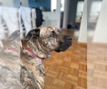 Small #2 American Pit Bull Terrier Mix