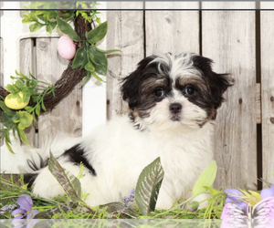 Zuchon Puppy for sale in MOUNT VERNON, OH, USA