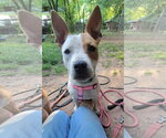 Small #3 American Staffordshire Terrier Mix