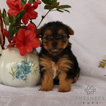 Medium Photo #1 Yorkshire Terrier Puppy For Sale in GAP, PA, USA