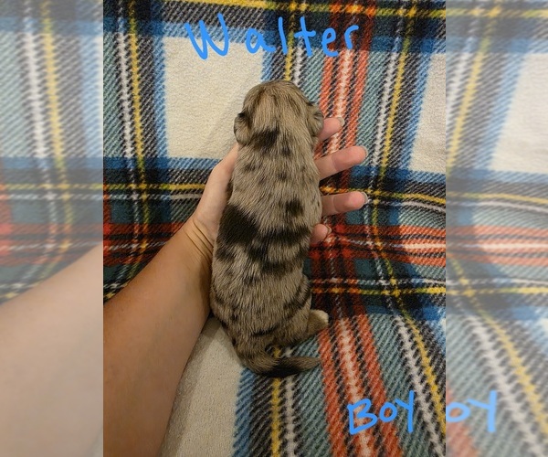 Medium Photo #21 Chizer Puppy For Sale in MONTEZUMA, GA, USA