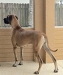 Small Photo #1 Great Dane Puppy For Sale in PORT SAINT LUCIE, FL, USA