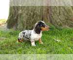 Small Photo #29 Dachshund Puppy For Sale in BREMEN, IN, USA